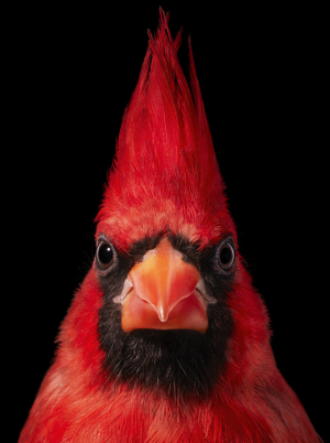 Behind the Scenes with Tim Flach