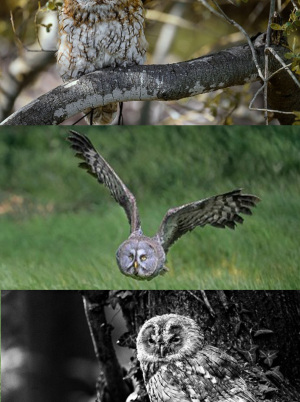 CANON Birds of Prey & Falconry Photography | Nottingham