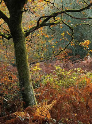 Canon & Fotospeed: Capture to Print with Jack Lodge