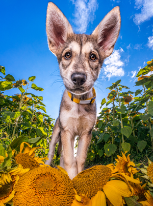 Cat Race | Light up your vision: The power of self-belief in photography