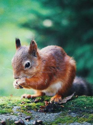 Document Rare Wildlife