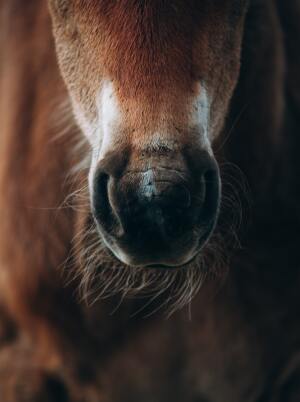 Photograph Horses