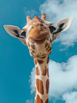 Photograph the Safari, UK