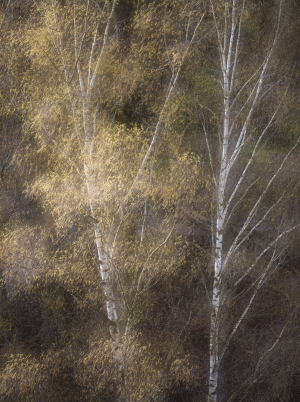 Photograph Winter Wildlife