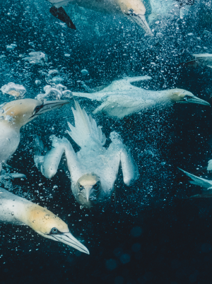 Rebecca Douglas | Into the blue - a beginners guide to underwater photography.