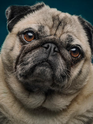 Stephanie Thornton | Chaos to Control: Dog Photography That Actually Works.