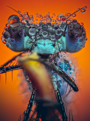 Stewart Wood | Focus Stacking Fundamentals for Macro Photography