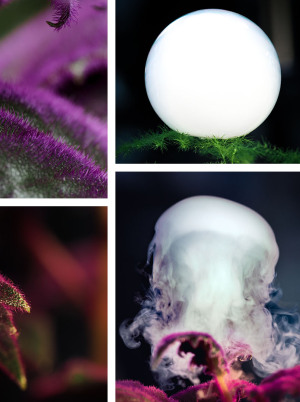 In-Store Macro Photography Day with OM System