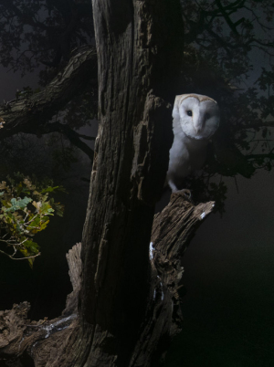 Winter Wildlife - Part 4