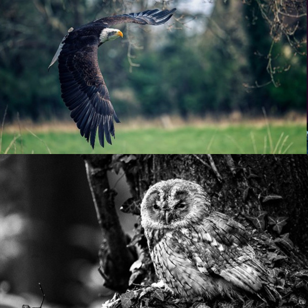 CANON Bird of Prey & Falconry Photography | Nottingham