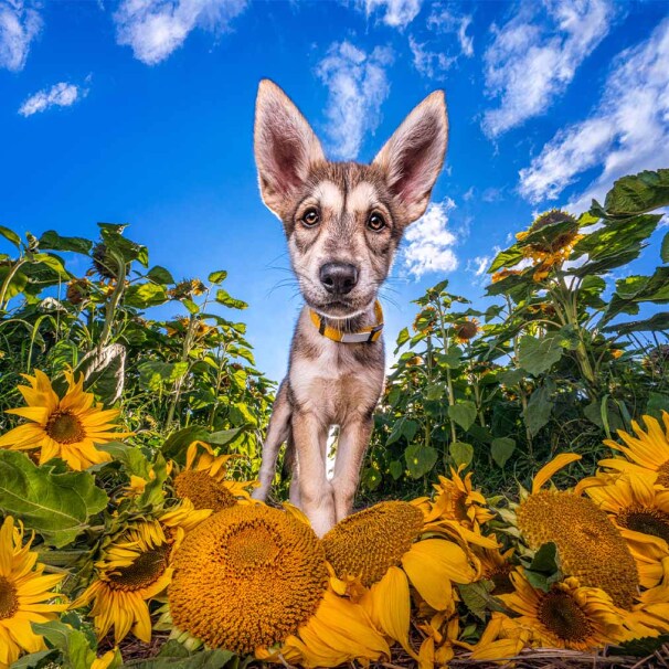 Cat Race | Light up your vision: The power of self-belief in photography