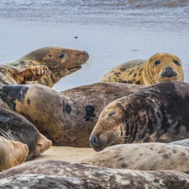 Horsey Gap Seal Photography Experience Day with SONY