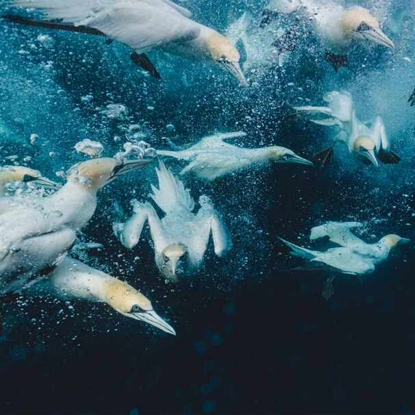 Rebecca Douglas | Into the blue - a beginners guide to underwater photography.