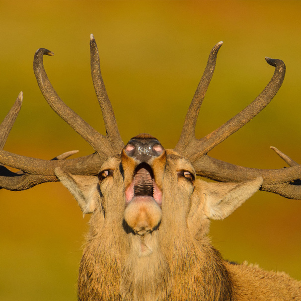 Red Deer Rut Photography at Richmond Park