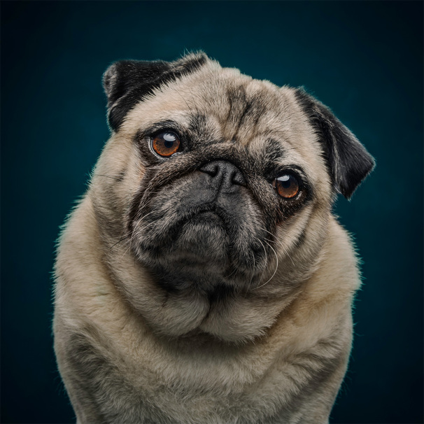 Stephanie Thornton | Chaos to Control: Dog Photography That Actually Works.