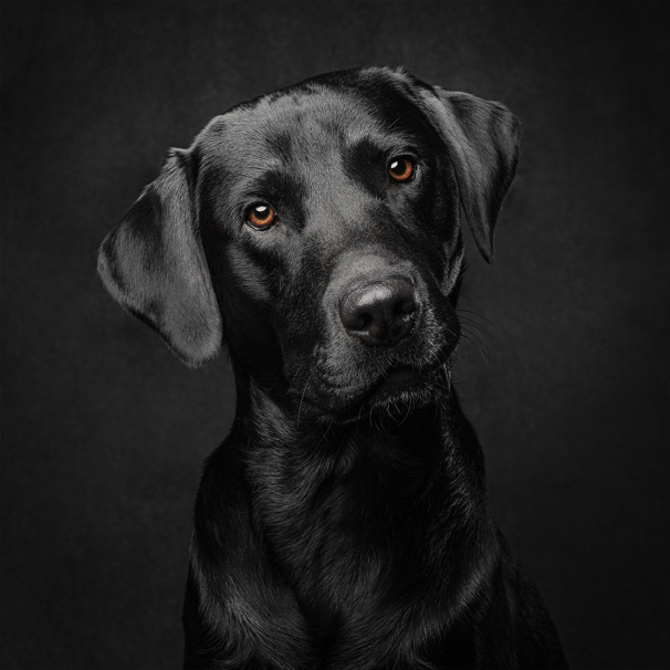 Studio Dog Photography with Stephanie Thornton | Leeds