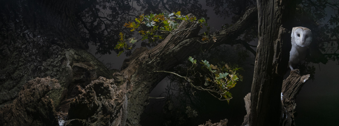 Winter Wildlife - Part 4